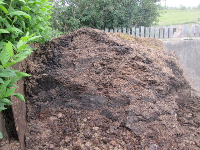 Храним навоз в больших кучах, и он "горит" с подстилочной составляющей. В центре видно более тёмное вкрапление - это стадия перепревшего навоза, чёрная пастообразная масса.