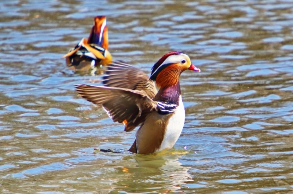    Брачные игры развернулись в пригороде Владивостока