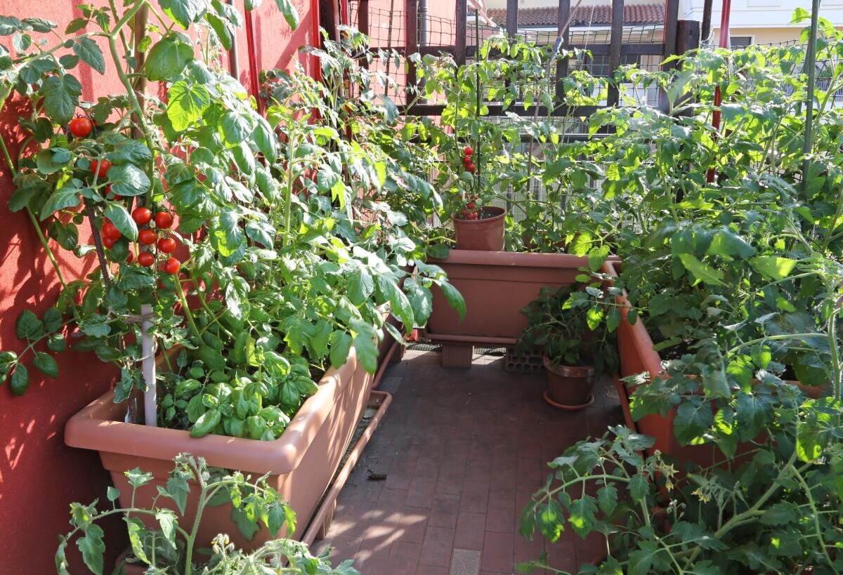 Выращивать овощи на балконе