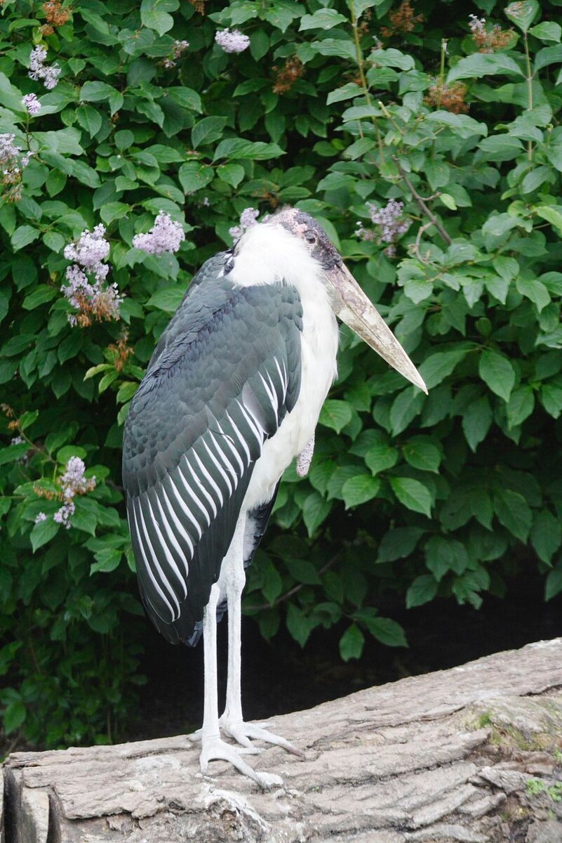     Точный возраст Джоконды неизвестен. Фото: Ленинградский зоопарк