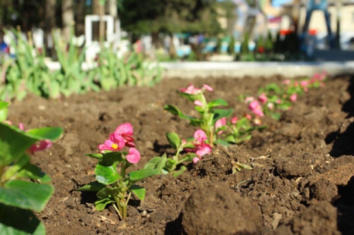    На улицах Пскова высадят порядка 155 тысяч цветов