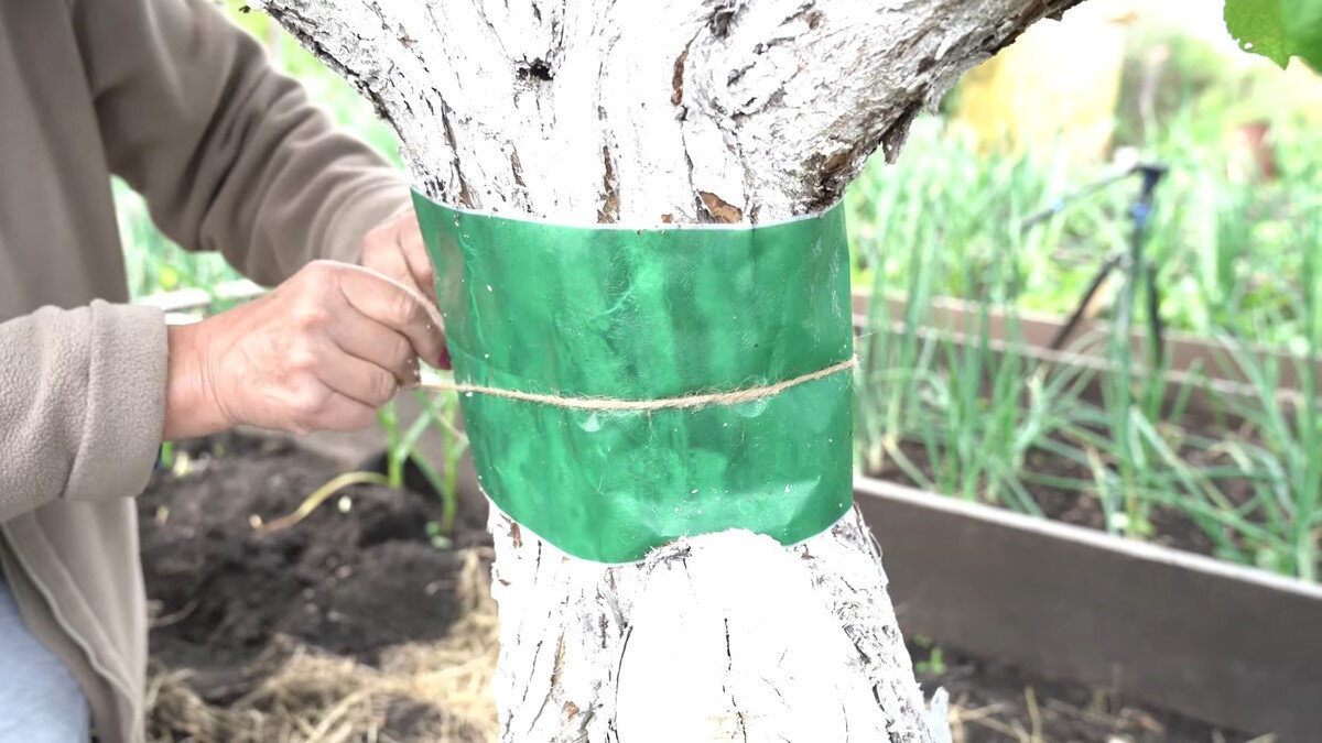    Как правильно применять ловчий пояс