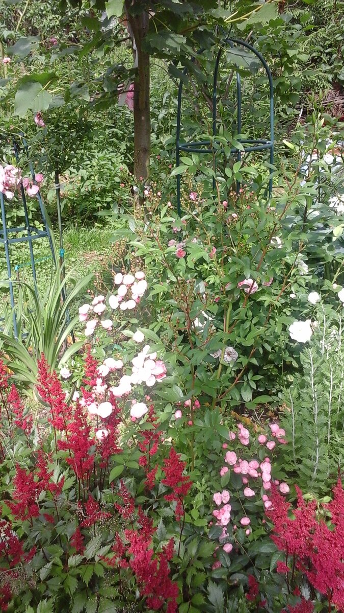 Мой обожаемый сад