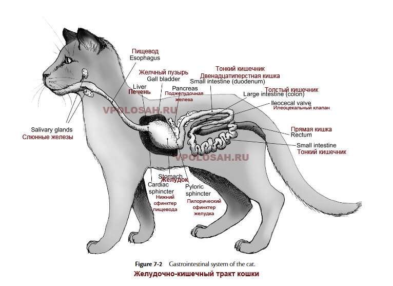 Пищеварение кошек и собак. Из книги Canine and Feline Nutrition, 3rd  Edition, Linda P. Case et al. | ВПОЛОСАХ | Дзен