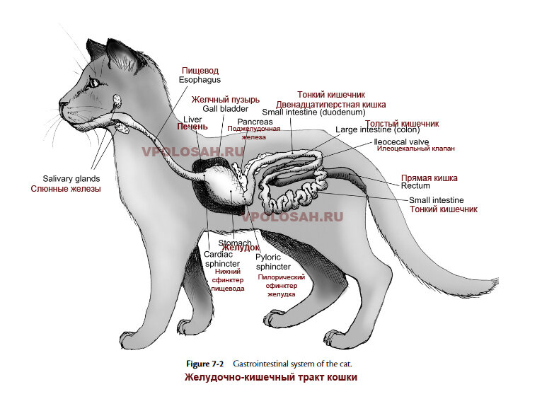 Пищеварение кошки