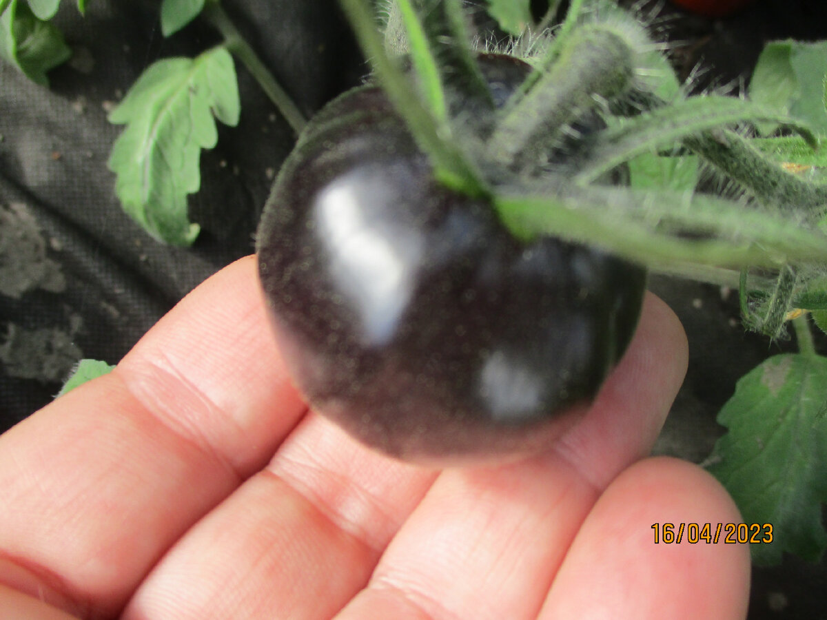 1065. Золотое яблоко из Сен-Жан-де-Борегард.