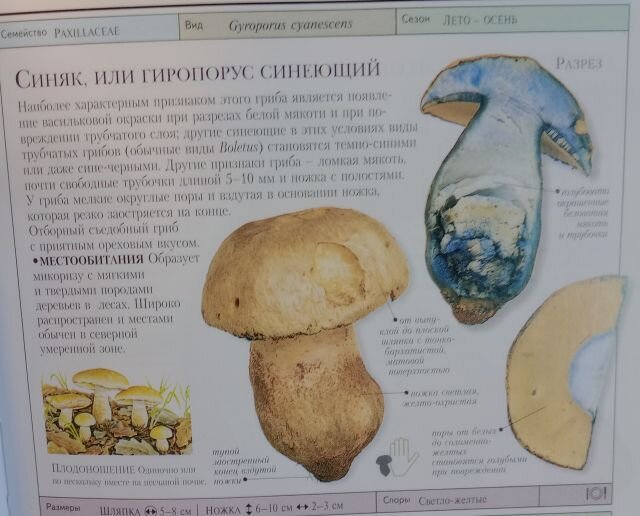 Это интересно или любопытные факты - Форум Джебел-клуба