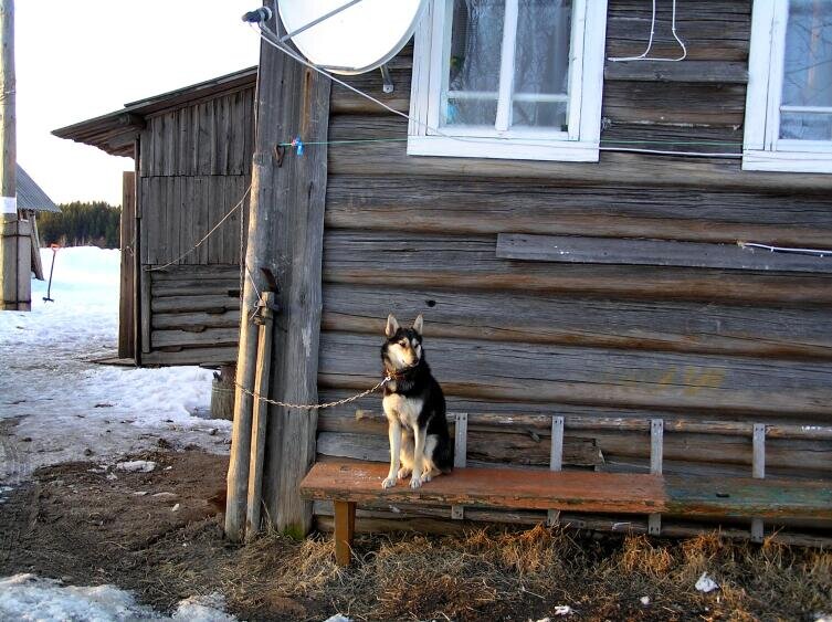    Собака беспородная с функцией охраны дома Фото: Андрей Кашкаров, личный архив