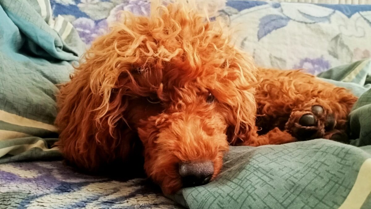 Румпель: - Да, давайте мне советы, давайте. Зубы у меня как раз чешутся.