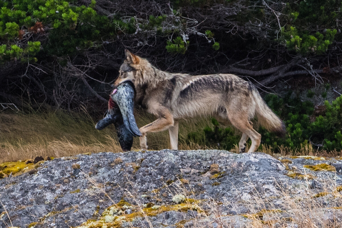 Также волки научились эффективно охотиться на ластоногих. 