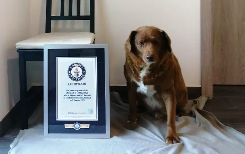 Знакомьтесь, бодрый старичок Боби. Фото: Guinness World Records