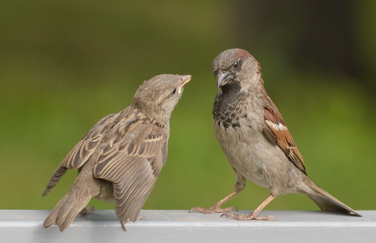 Воробьи. Фото из Яндекс картинки