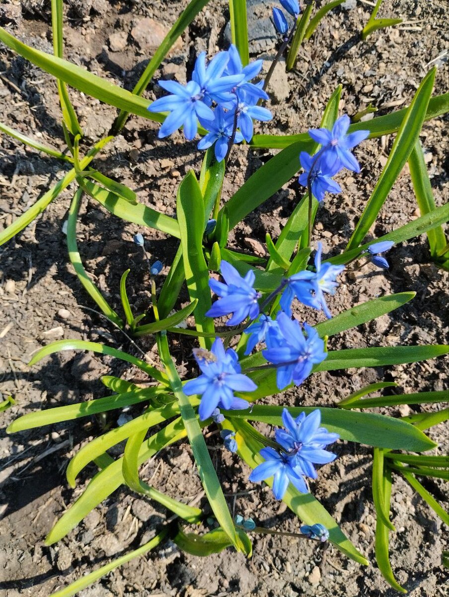 Пролеска цветёт