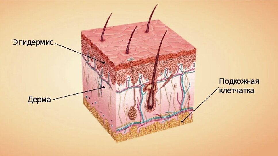 Строение кожи 