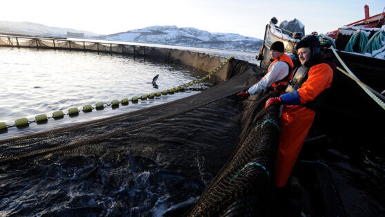    В ассоциации рыбопромышленников предупредили о вреде добычи золота на Камчатке для лососей Юлия Шелковенко