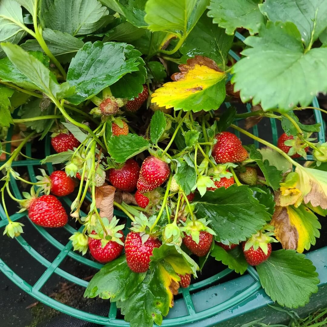 Прошлогодние фото урожая