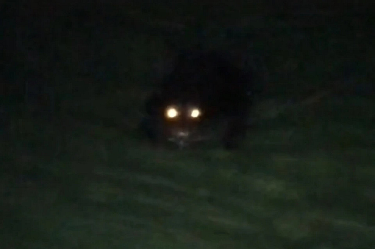 Ночные ли. Глаза светятся в темноте. Горящие глаза в темноте. Черный кот со светящимися глазами. Кошка со светящимися глазами в темноте.