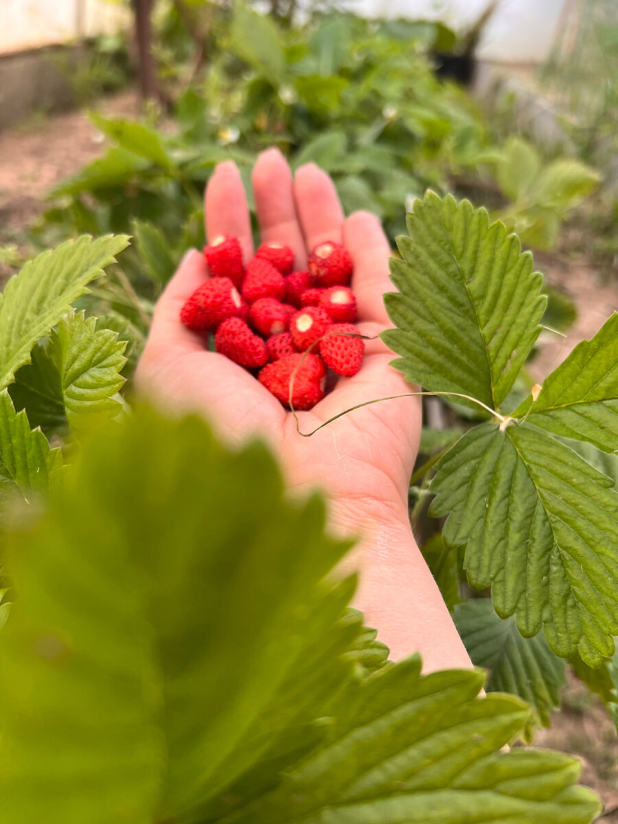 Сама поела и мужу привезла. 