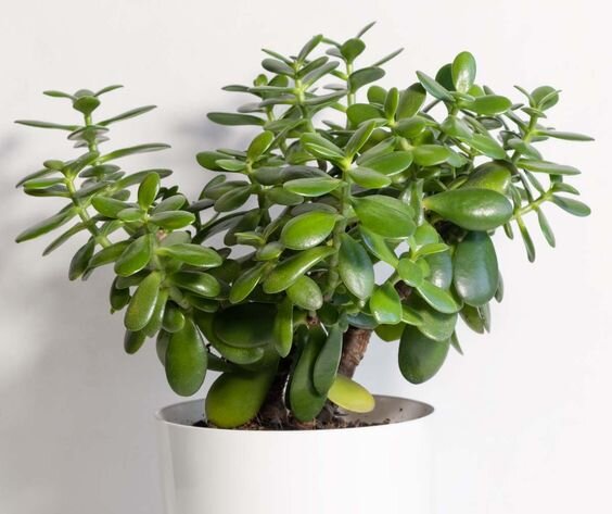   Se le tue orchidee, viole e altre piante capricciose non attecchiscono, non preoccuparti. Queste magnifiche piante possono sopravvivere a tutti noi.-6