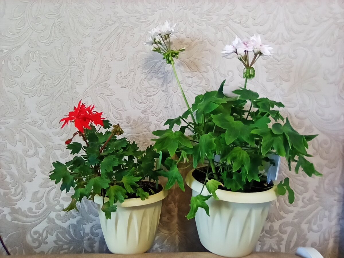 По сравнению с Vic Caws.