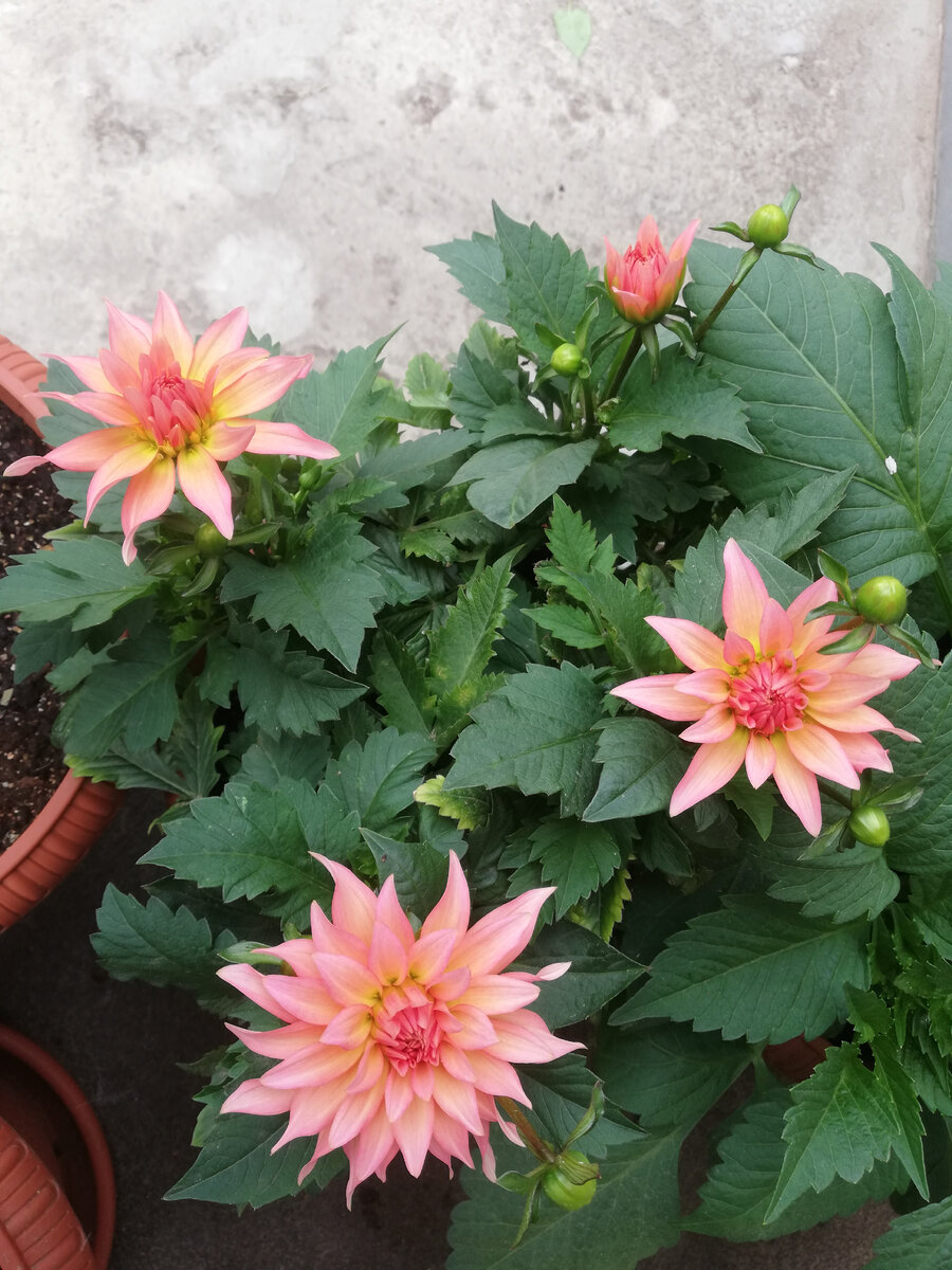 Георгин "Гэллери Леонардо" - 22 мая