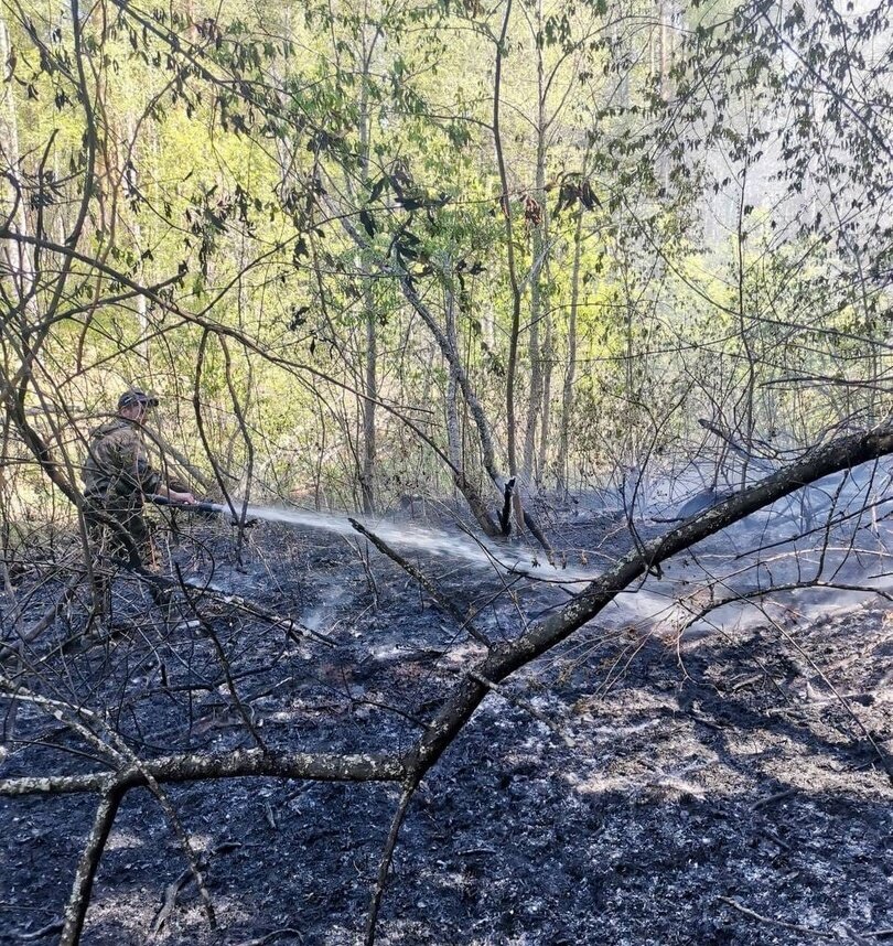 ФОТО: ГУ ЛЕСАМИ ЧЕЛЯБИНСКОЙ ОБЛАСТИ.