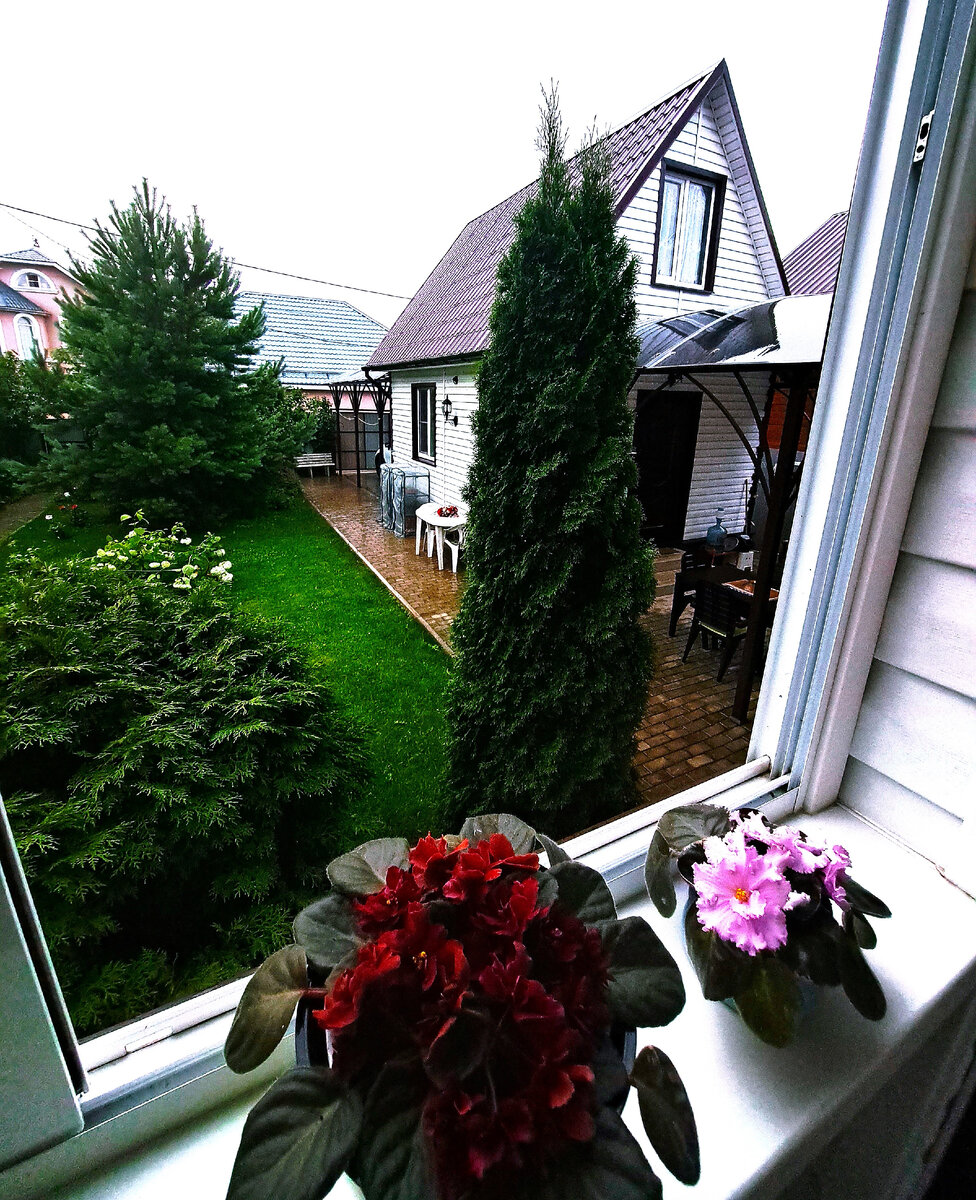 Июль. Дача в Подмосковье. Вид из окна веранды во двор. Идет дождь, холодно. Фото автора канала