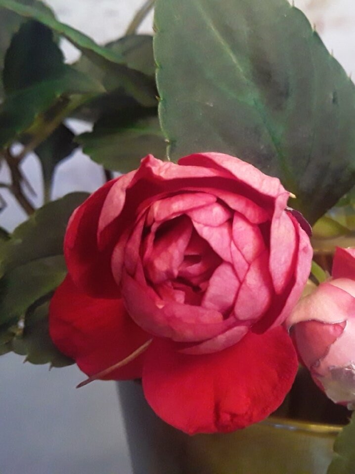  Бальзамин Musika Elegant Red