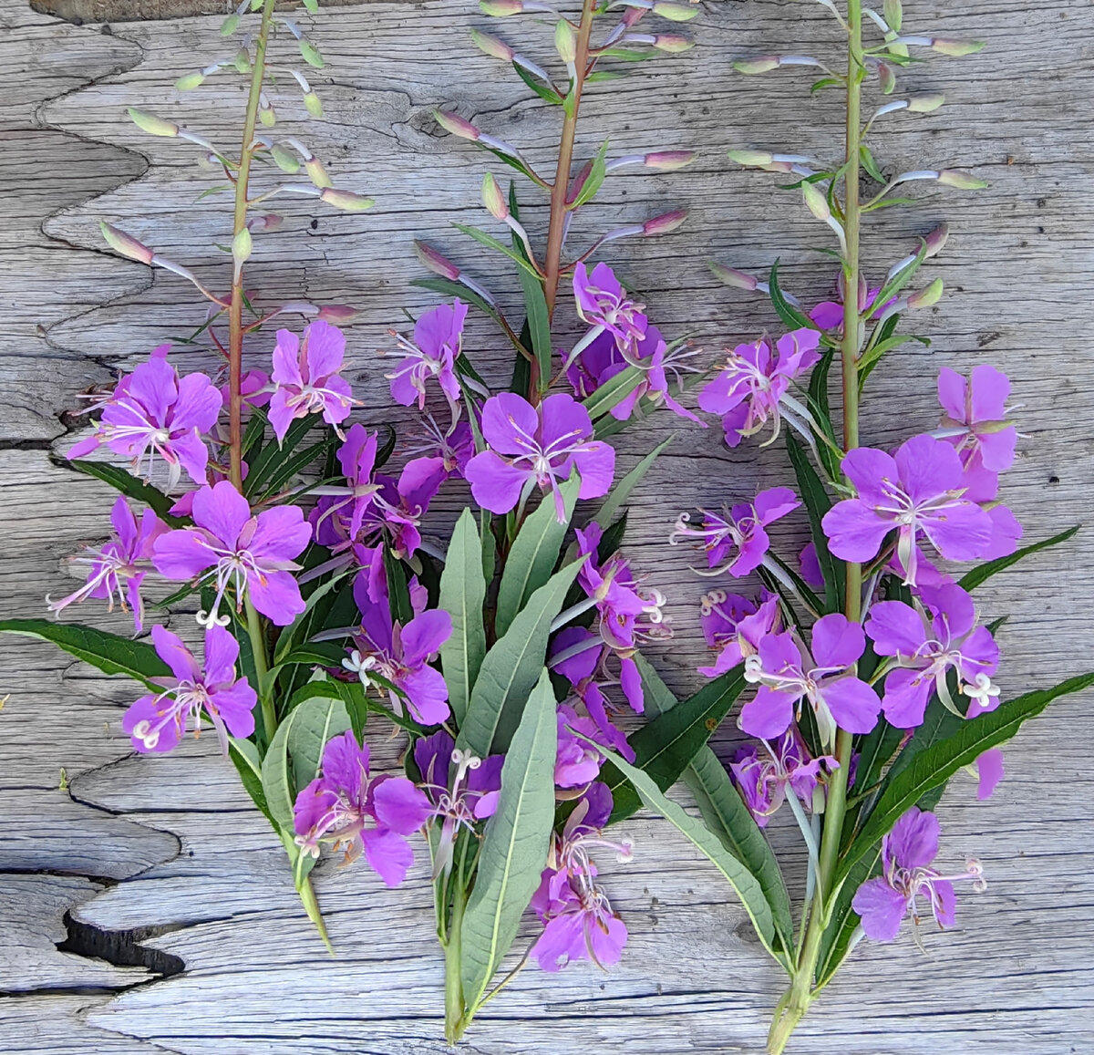 Кипрей хорст. Кипрей узколистный инструкция. Дикорастущие растения иван чай. Иван-чай кипрей узколистный (трава), 50г. Кипрей узколистный инструкция.