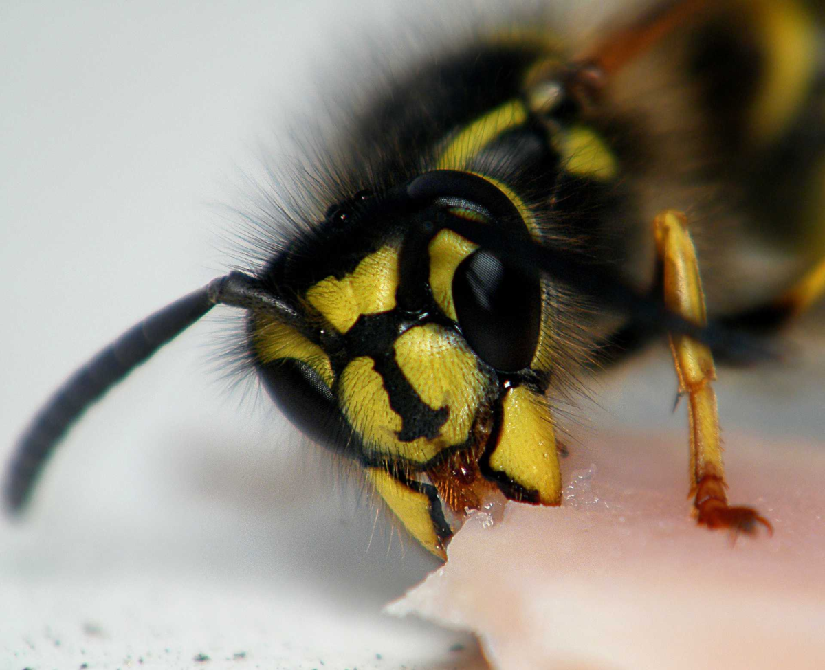 Шмель жалит или кусает. Шершень Пчелка Шмель. Шершень Оса пчела жало. Перепончатокрылые Шмель. Жало шершня под микроскопом.