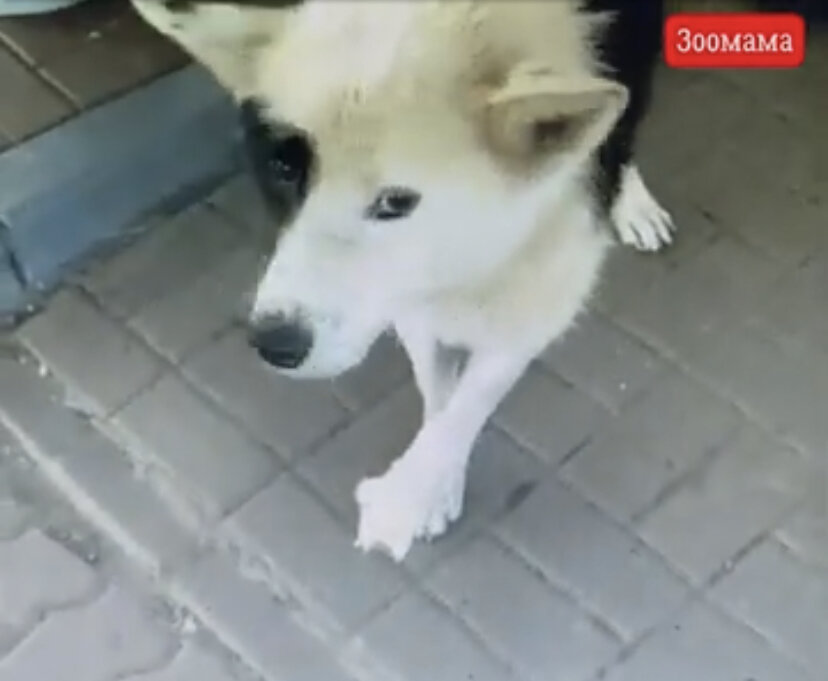 Дружок 