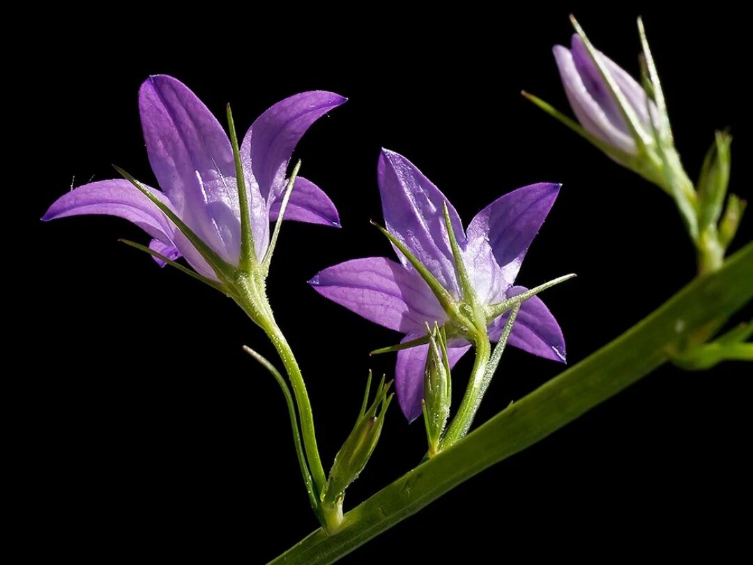 Колокольчик репчатый. Фото: laifhak.ru