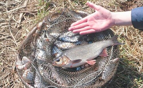 Плотва Новоладожского канала