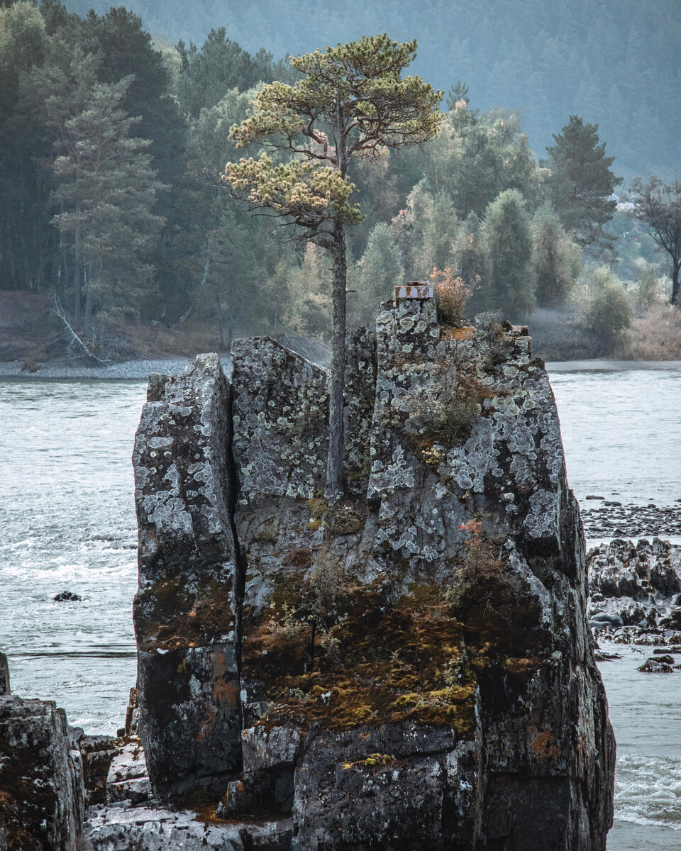 Сосна на одном из "Зубов Дракона"