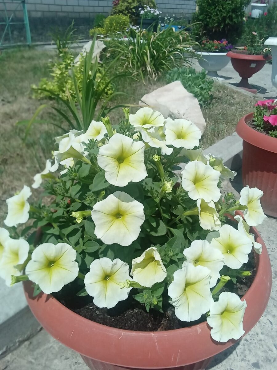  Петуния Veranda Yellow (личное фото)