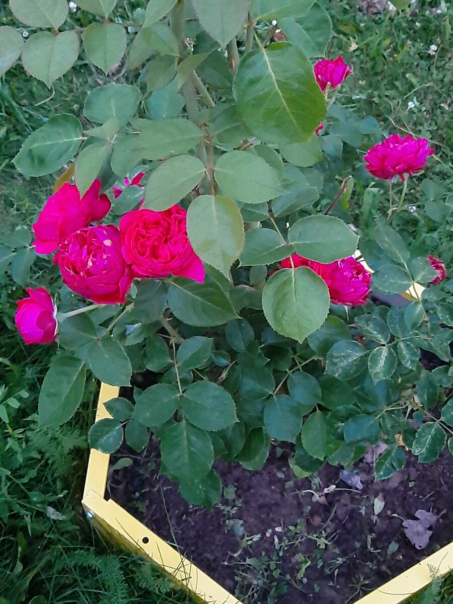 Мои розочки