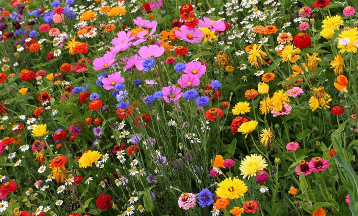 Ярко цветущий мавританский газон