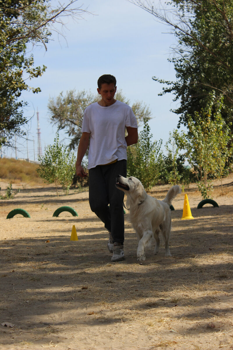 Брюс - великолепный голден с непревзойденными умственными способностями!