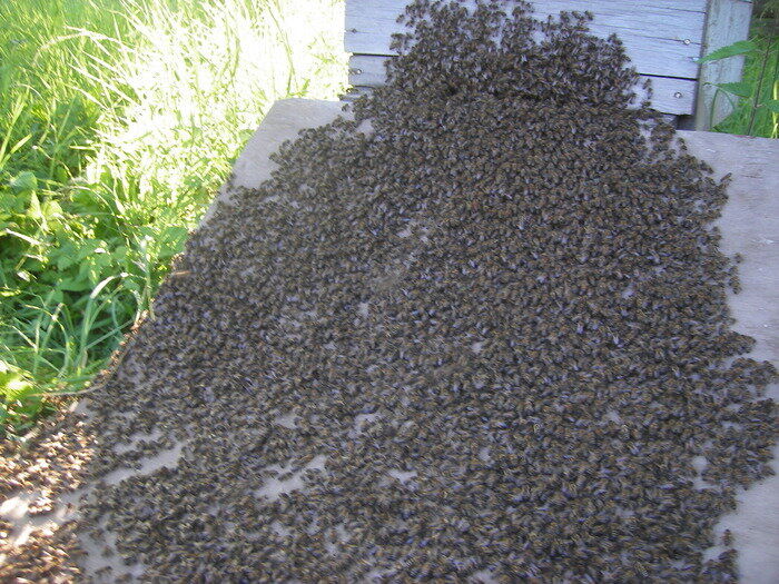 Бродячий рой заселяется в пустовавший улей.