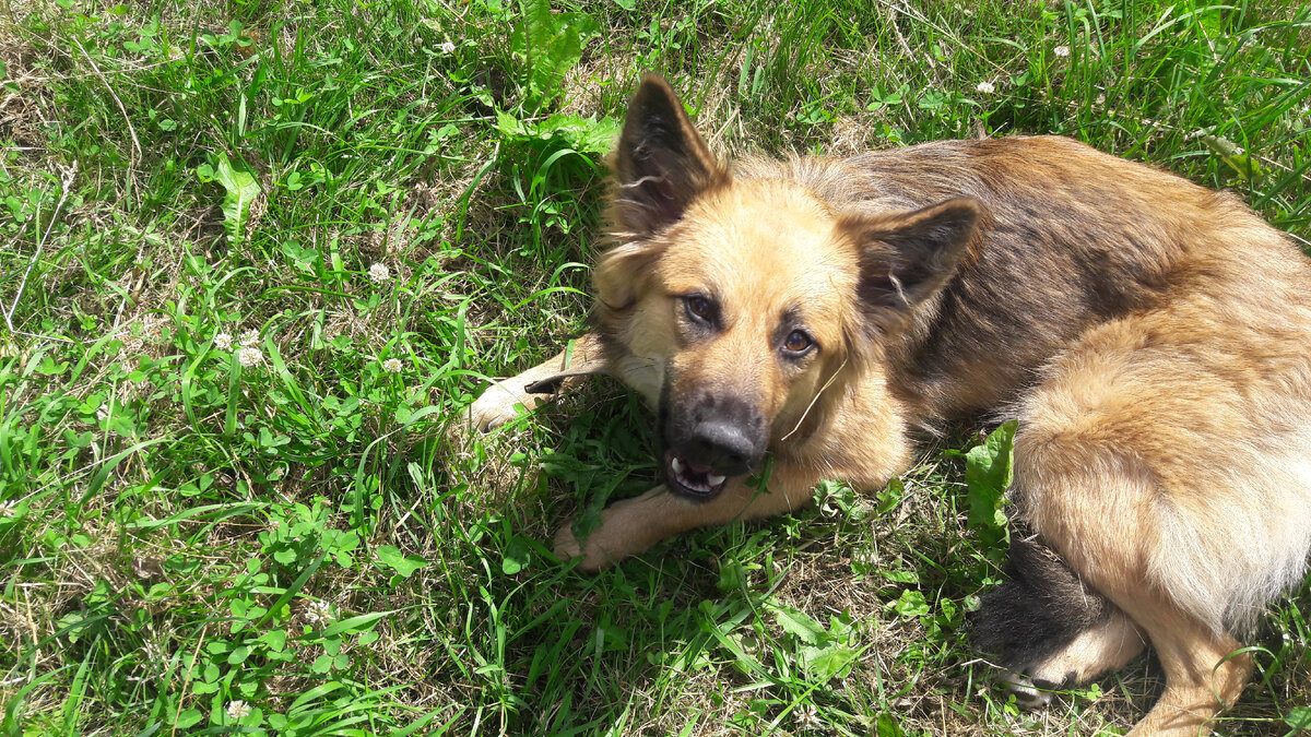 Изображение защищено