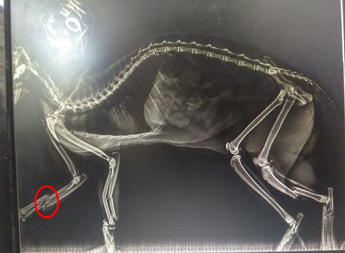 Rg снимок кошки, выпавшей из окна.