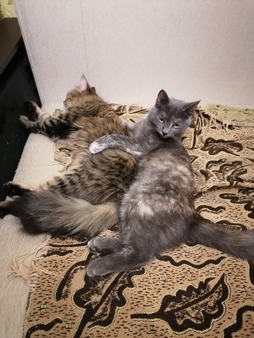 Кроха и Чёрный