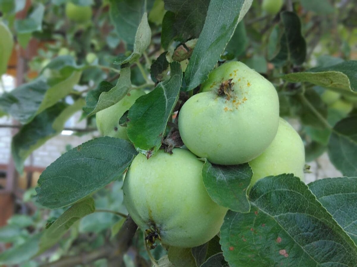 Белый налив - большая яблоня