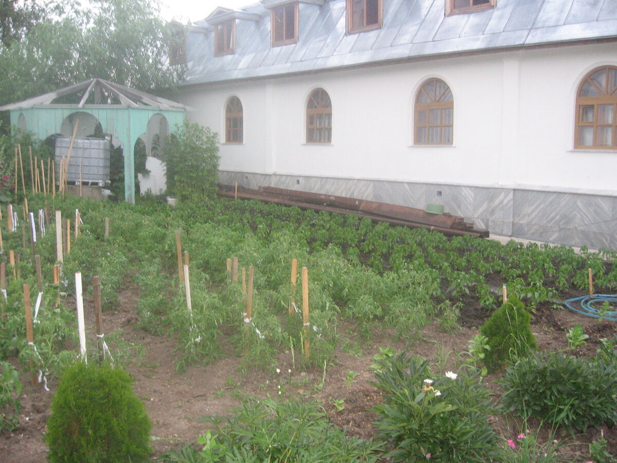 те самые грядки, уже политые автором...