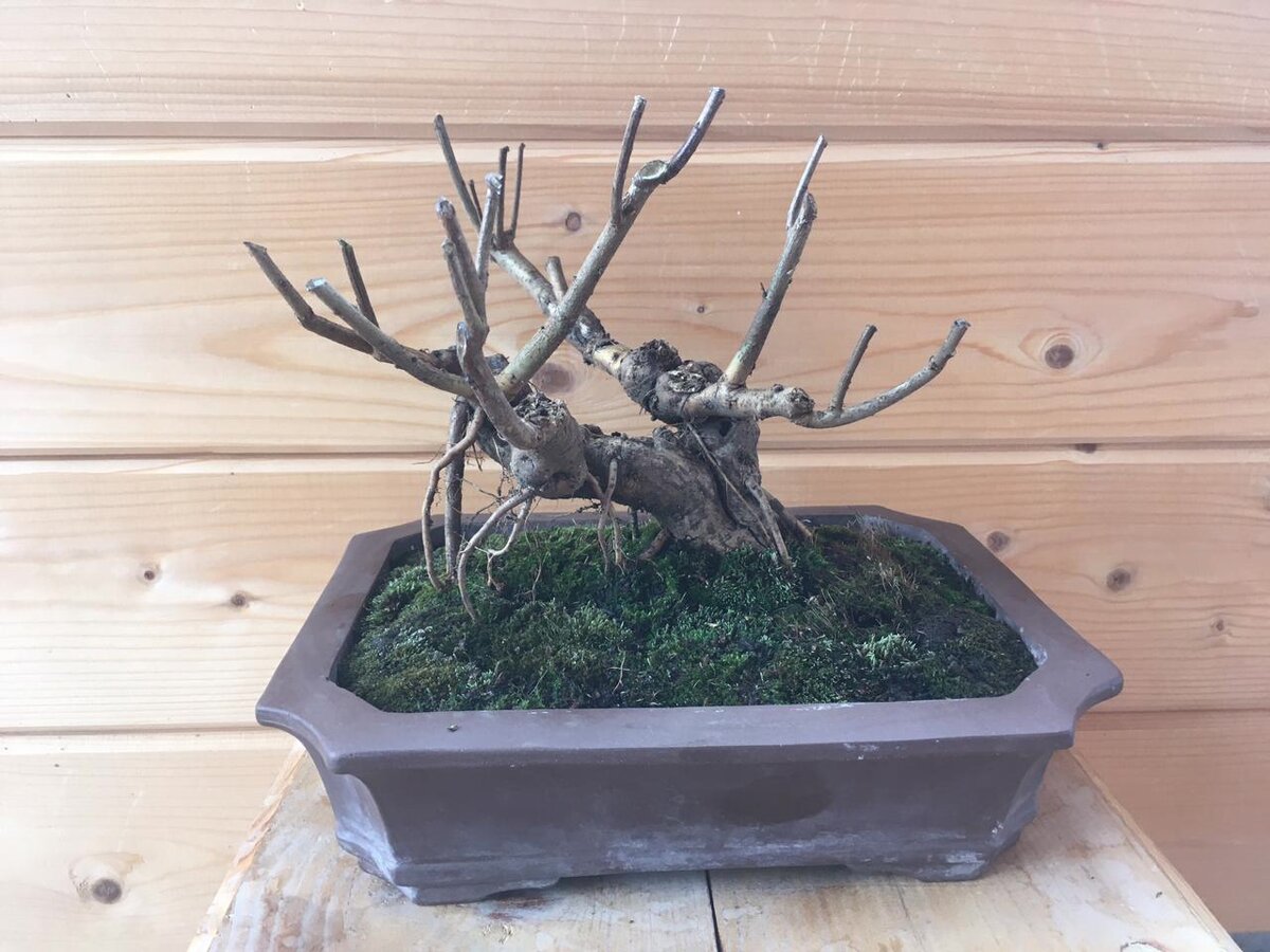 Фотоотчеты о дальнейшей жизни деревьев из моего питомника. Фото ранее выкладывались тут https://vk.com/elena_k_bonsai