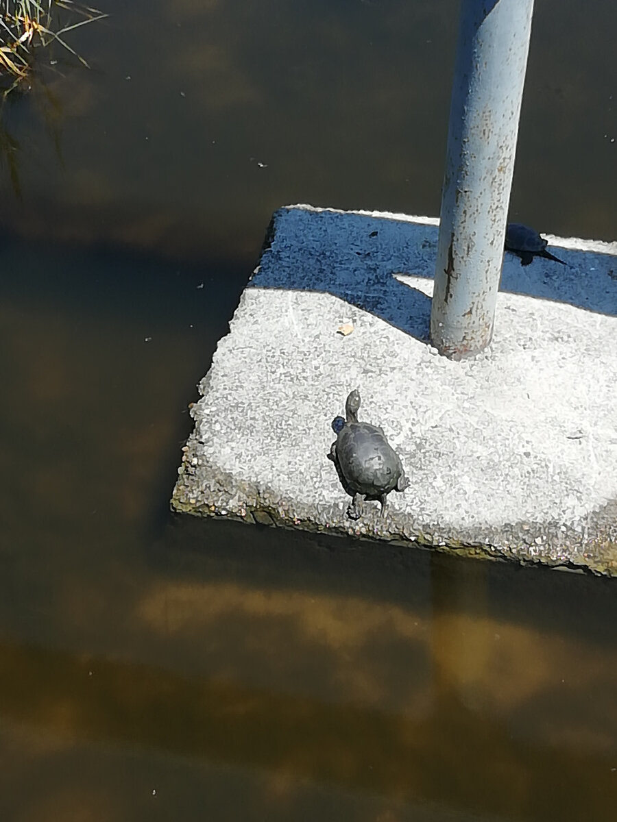 Черепашка в реке Анапка. 