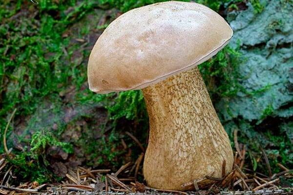 берёзовые: растут в березняке или в смешанном лесу при наличии берёзы. Цвет шляпки – светло-бурый, ножка – белая или коричневатая;
