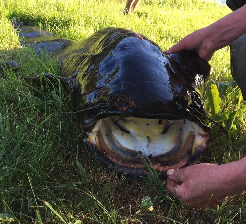 Сом пойманный этим летом в Новгородской области весом в 55 кг и длиной 170 см. По материалам сайта https://novvedomosti.ru/