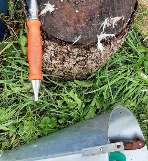 ЗАБОЙ ПТИЦЫ: С ЧЕГО НАЧАТЬ И ЧЕМ ЗАКАНЧИВАТЬ