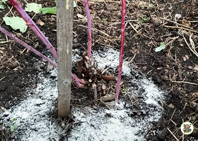 Подкармливаем удобрениями